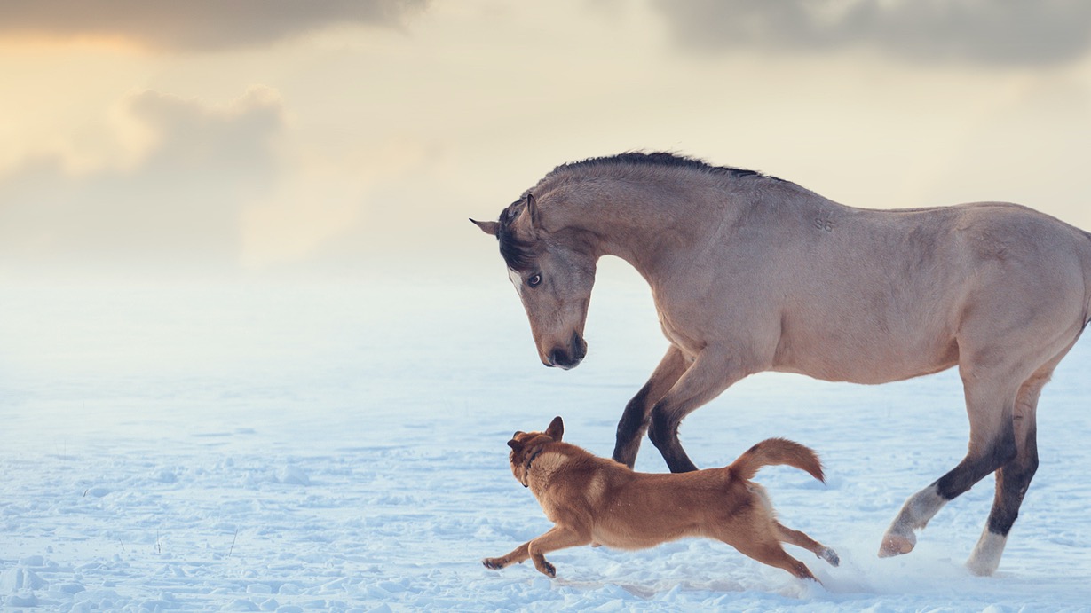 Canine & Equine Chiropractic