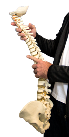 spine